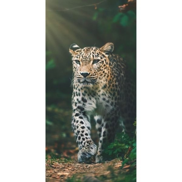 Leopardi - Pyyheliina